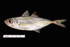 Trachurus lathami, rough scad, SEAMAP collections